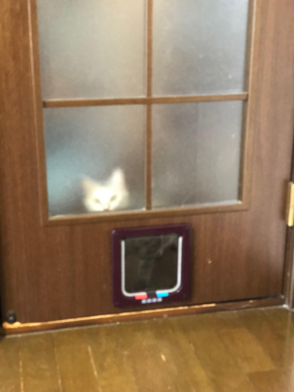 ガラス越しに警戒する猫